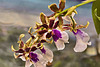 Goliath's Spire "Mauna Loa" Orchid – United States Botanic Garden, Washington, D.C.