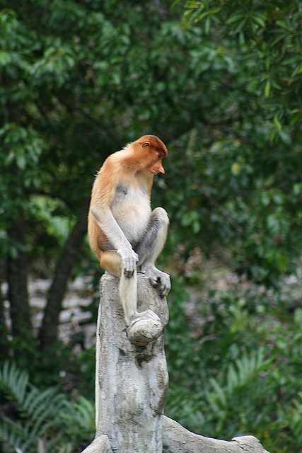 Female Proboscis Monkey