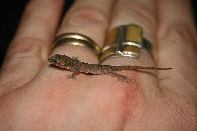 Gecko