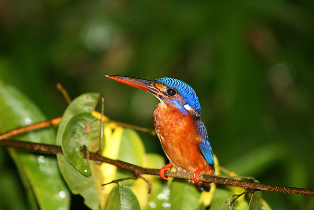 Blue-eared Kingfisher