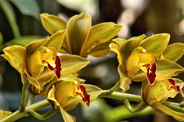 "Blue River Thunder" Orchid – United States Botanic Garden, Washington, D.C.