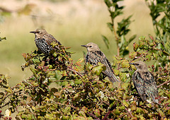 Starlings