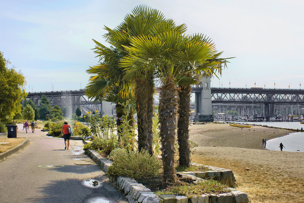 Windmill Palms – Sunset Beach, Vancouver, British Columbia