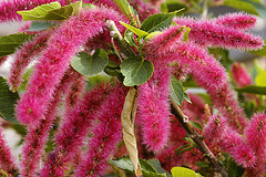 Red Hot Cat's Tail – Brookside Gardens