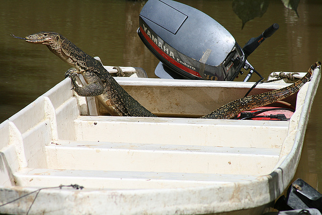 Water Monitor