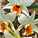 "Lori's Star" Orchid – United States Botanic Garden, Washington, D.C.