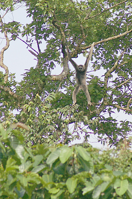 Borneo Gibbon