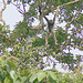 Borneo Gibbon