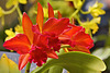 Jewel Box "Scheherazade" Orchids – United States Botanic Garden, Washington, D.C.