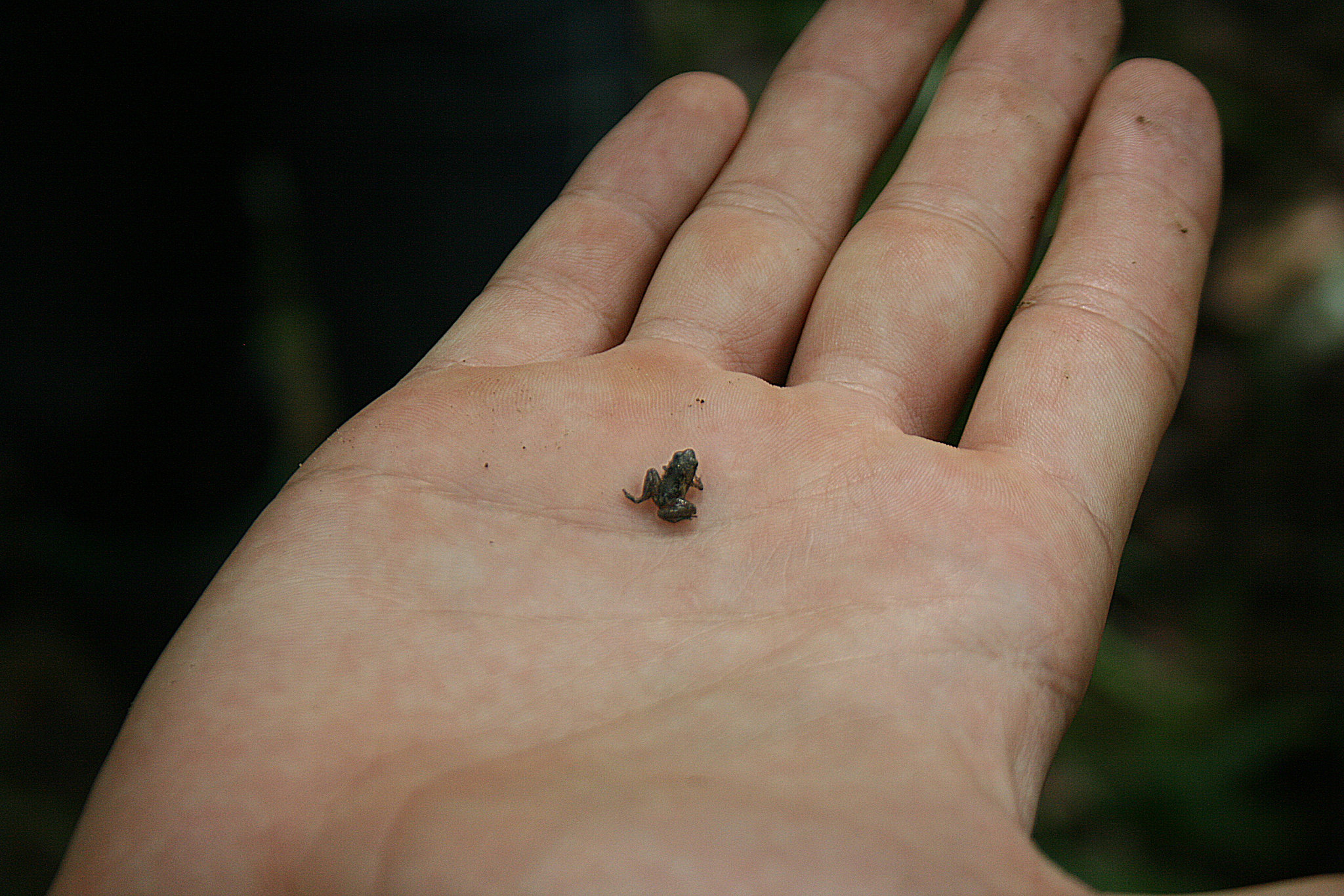 A tiny frog