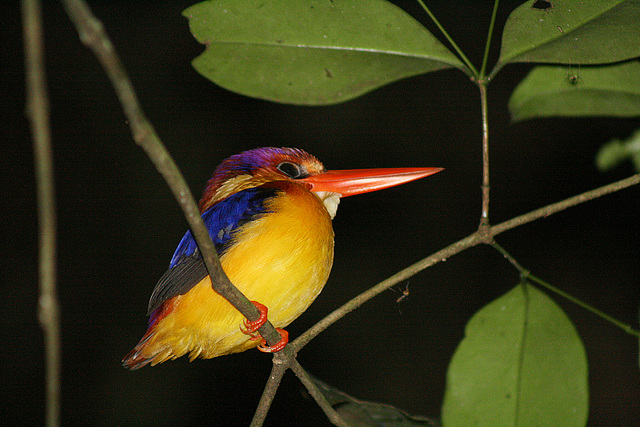 Black-Backed Kingfisher