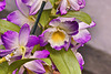 Dendrobium Angel Smile "Kibi" – United States Botanic Garden, Washington, D.C.