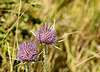 Happy Teasels