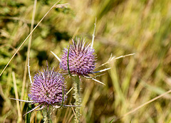 Happy Teasels Happy Teasels
