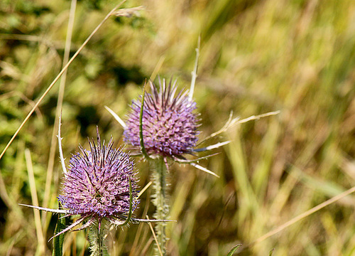 Happy Teasels