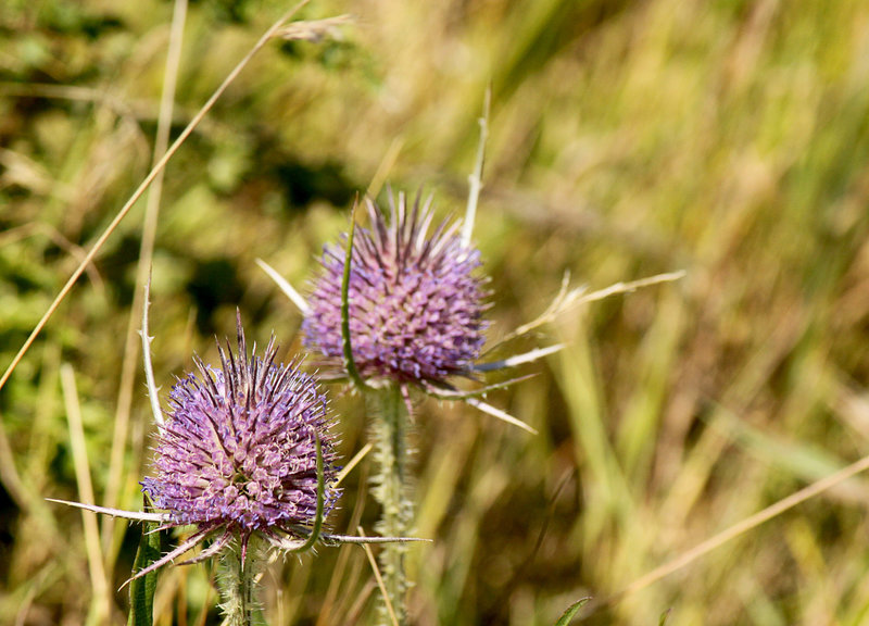 Happy Teasels