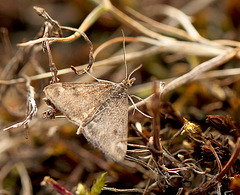 Pyrausta despicata