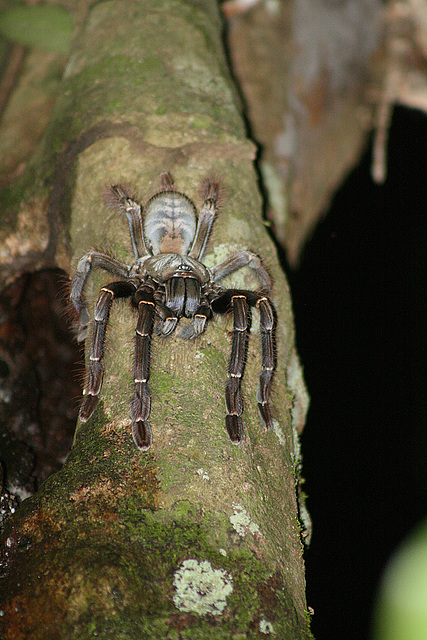 Tarantula