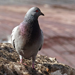 Pigeon at Eau Claire market