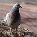 Pigeon at Eau Claire market