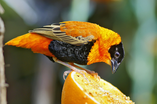 Orange Bishop Weaver Finch – Bloedel Conservatory, Queen Elizabeth Park, Vancouver, British Columbia