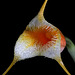 Masdevallia sotoana