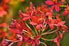 Epidendrum "Kauai Beauty" – United States Botanic Garden, Washington, D.C.