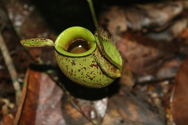 Pitcher plant - Carniverous jungle plant