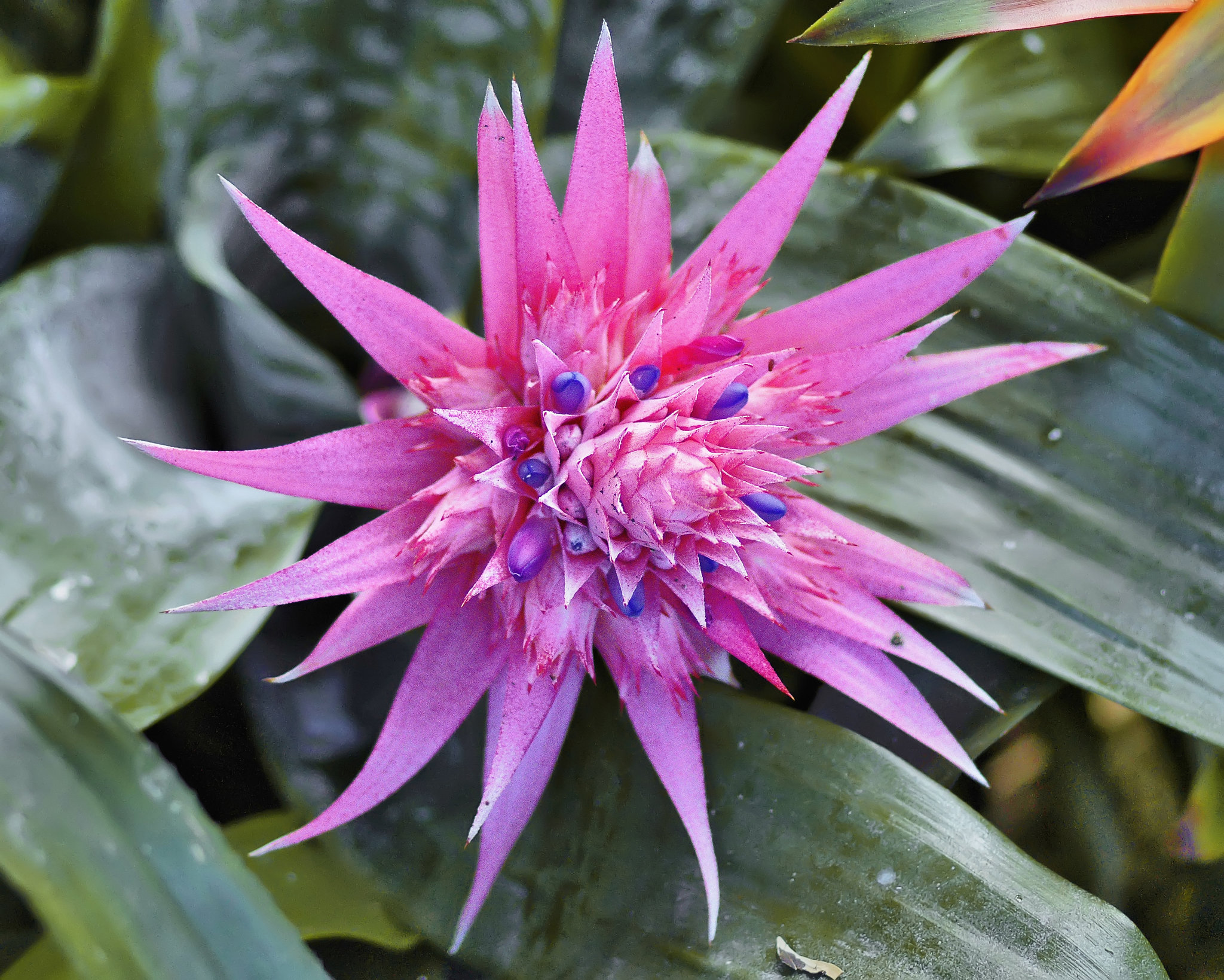 "Silver Vase" Bromeliad – Bloedel Conservatory, Queen Elizabeth Park, Vancouver, British Columbia