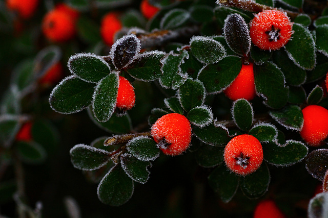 Frost on Cotoneaster