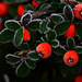 Frost on Cotoneaster