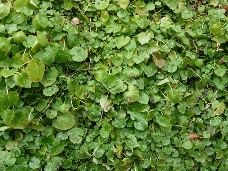 Leaf Texture