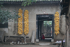 Drying the corn