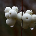 Iced Snowberries