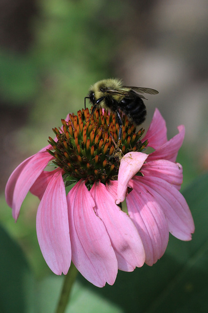 Bumblebee on Echinacea Flower