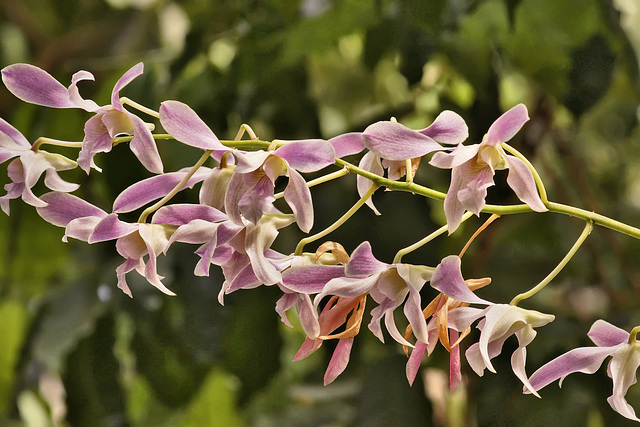 Epidendrum pseudoepidendrum? – United States Botanic Garden, Washington, D.C.