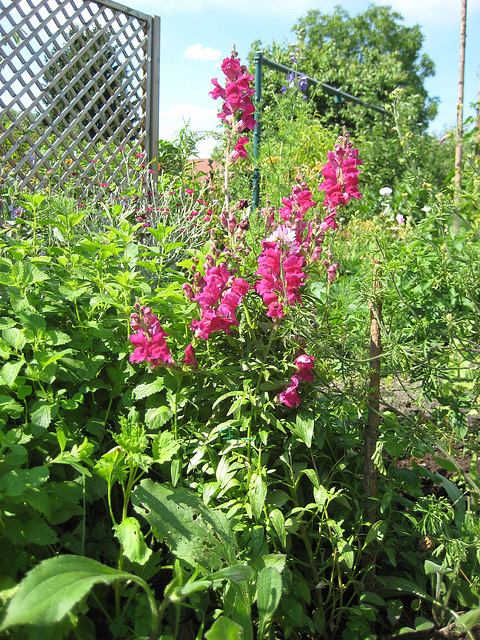 rotes Löwenmaul (Antirrhinum)