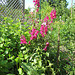 rotes Löwenmaul (Antirrhinum)