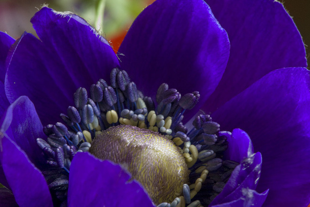 blue petals