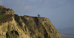 Tree on the edge