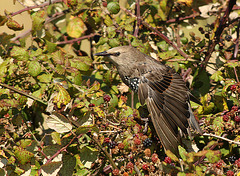 Starling Adult Feathers