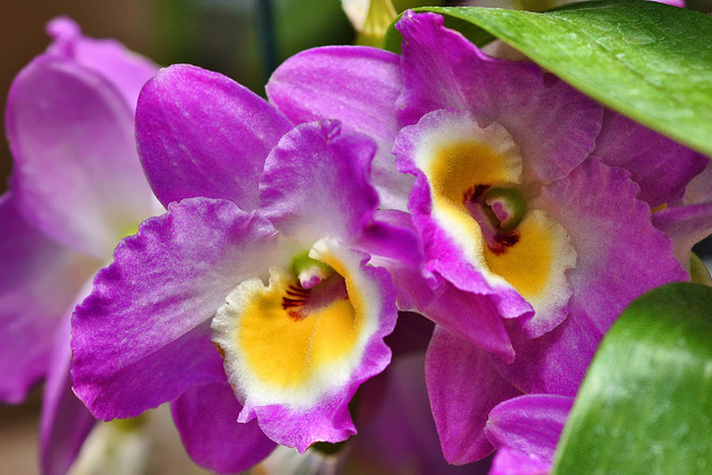 Purple and Yellow Orchids – United States Botanic Garden, Washington, D.C.