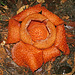 Blooming rafflesia