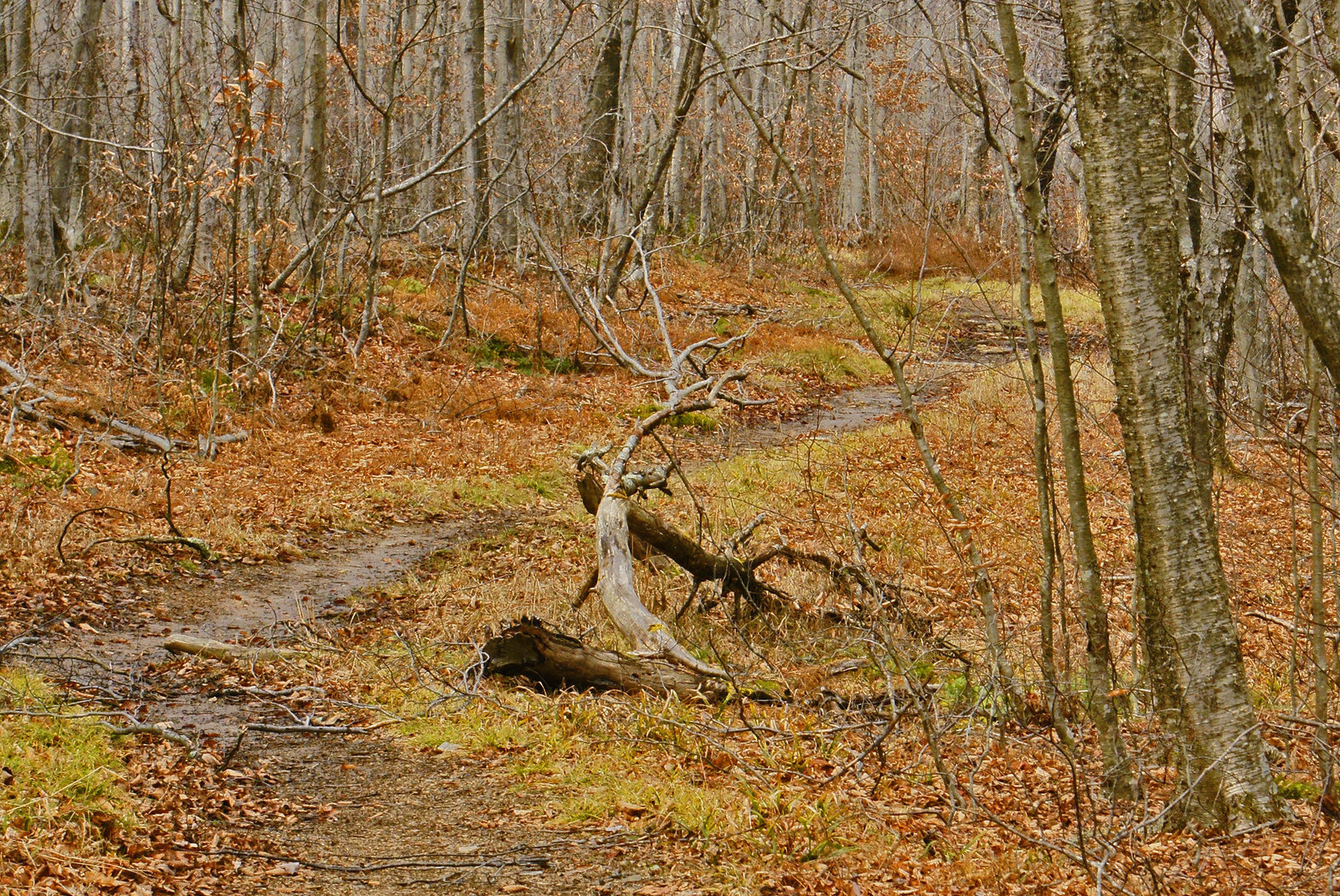 Waiting for Winter – Dolly Sods, West Virginia