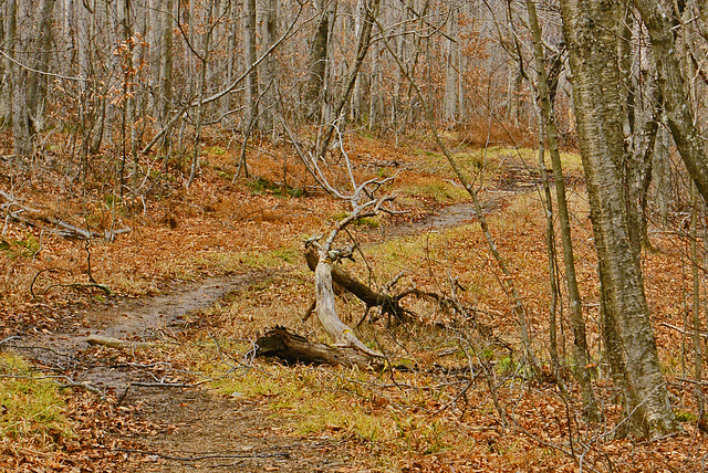 Waiting for Winter – Dolly Sods, West Virginia