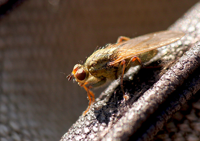 Female Dung Fly