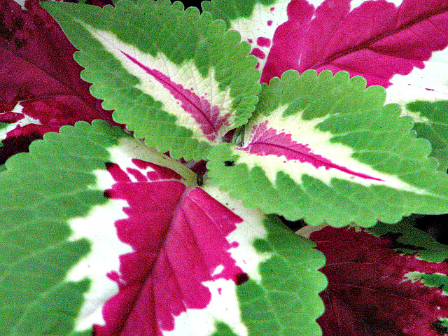 Coleus