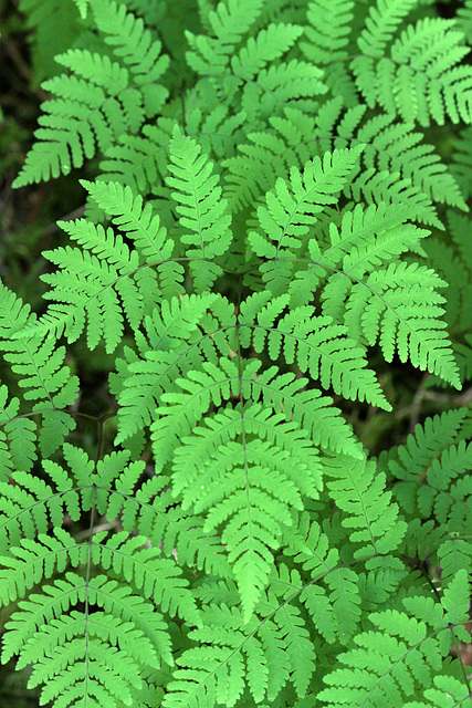 Oak Ferns