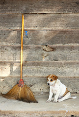 Dog and broom