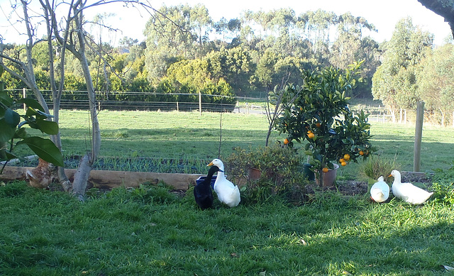 ducks in the garden